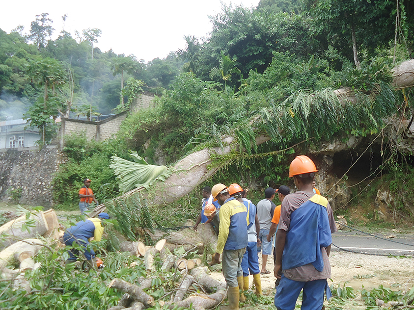 BPBD saat menebang pohon