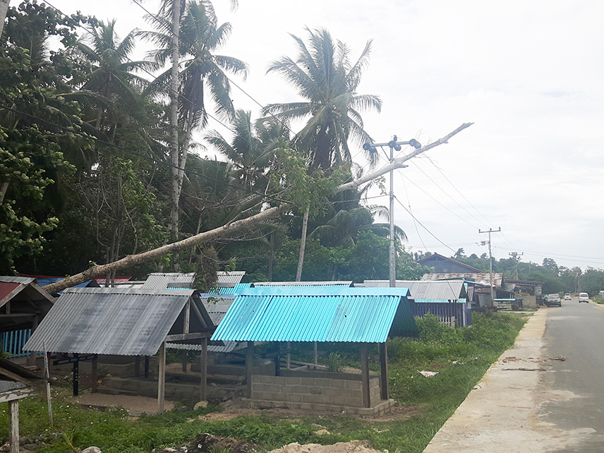 Sebatang pohon yang tumbang di TPU Kampung Coa, hingga menyebabkan listrik padam hingga 5 jam lamanya
