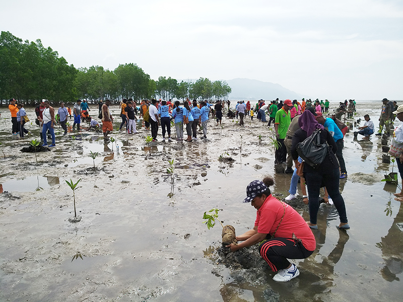 Penanaman Mangrove di Pantai Air Tiba