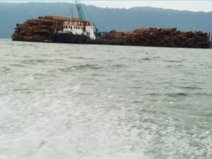 Foto Salah Satu Pengangkutan Kayu di Kaimana