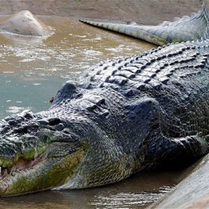 buaya-di-sungai-porong-jadi-obyek-wisata-warga-diminta-hati-hati