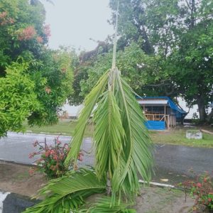 www.kabartriton.co.id