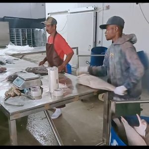 Proses pengepakan ikan CV. Antara Inti Lautan