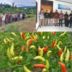 Bapanas Awasi Sentra Produksi Cabai di Kaimana, 1.600 Pohon Sudah Ditanam