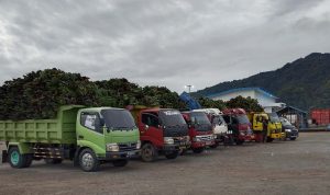 Timika Butuh 60 Ton Pisang per Bulan, Petani Pisang Kaimana Kewalahan