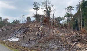 Lima Titik Api di Wermura Terdeteksi, Diduga Dibakar Orang Tak Dikenal