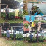 SAMISAKA ; Kampung Wamesa Kembangkan Pala, Pisang dan Kelapa