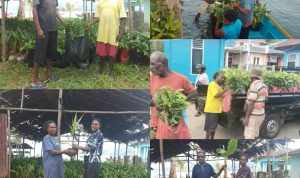 SAMISAKA ; Kampung Wamesa Kembangkan Pala, Pisang dan Kelapa