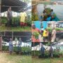SAMISAKA ; Kampung Wamesa Kembangkan Pala, Pisang dan Kelapa