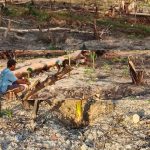 5.300 Bibit SAMISAKA Didistribusikan ke Kampung Tairi
