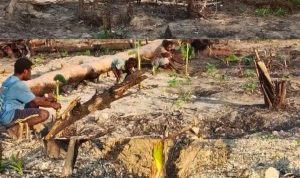 5.300 Bibit SAMISAKA Didistribusikan ke Kampung Tairi
